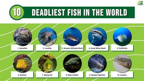 venomous fish|10 Most Venomous & Poisonous Fish in the World .